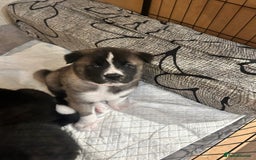 Akita dogs for sale: Akita Puppies for Sale - Advert 9