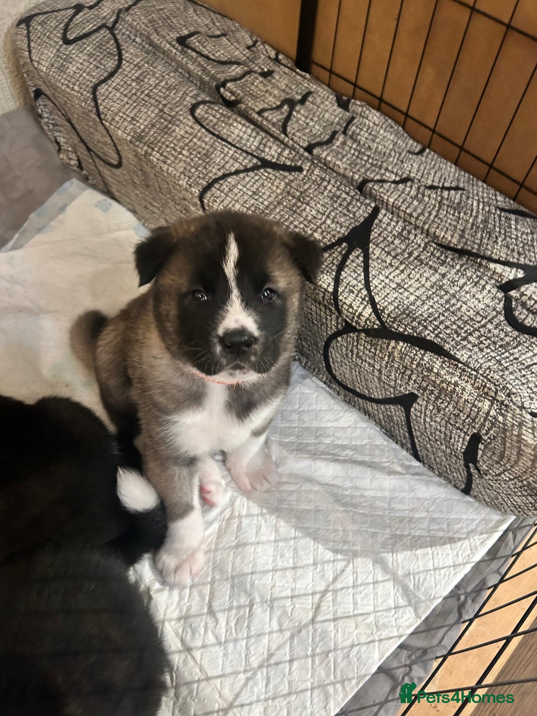 Akita dogs for sale: Akita Puppies for Sale - Advert 9