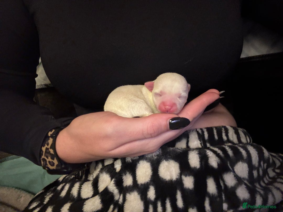 Chihuahua dogs for sale: stunning kc registered chihuahua pups 🫶🏼 - Image 2
