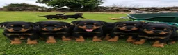 Rottweiler dogs for sale: GORGEOUS ROTTWEILLER PUPPIES - Advert 10