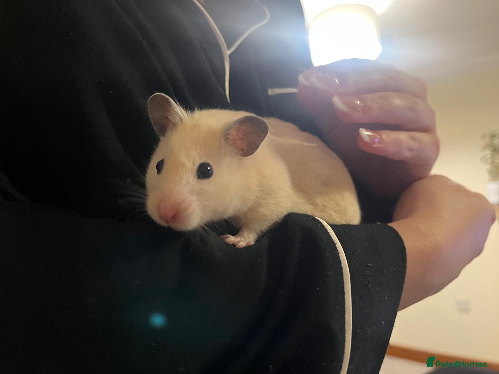 Hamster rodents for sale: Female Syrian Hamster Rehome in Great Yarmouth - Advert 1