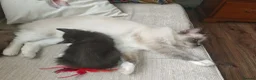 Ragdoll cats for sale: Male kitten Ragdoll  Mix - Advert 9