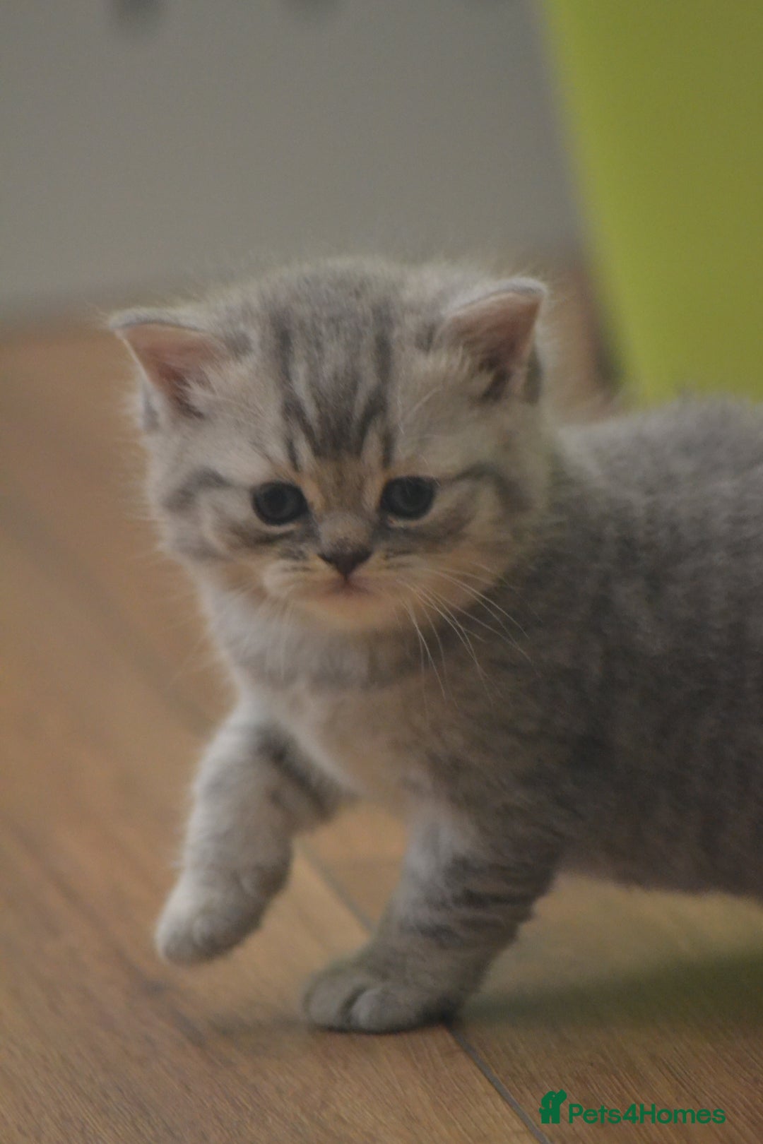 British Shorthair cats for sale: Adorable BSH/BLH kittens  - Advert 12