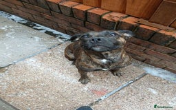 Staffordshire Bull Terrier dogs for sale: Staffie female 2years old  - Image 4