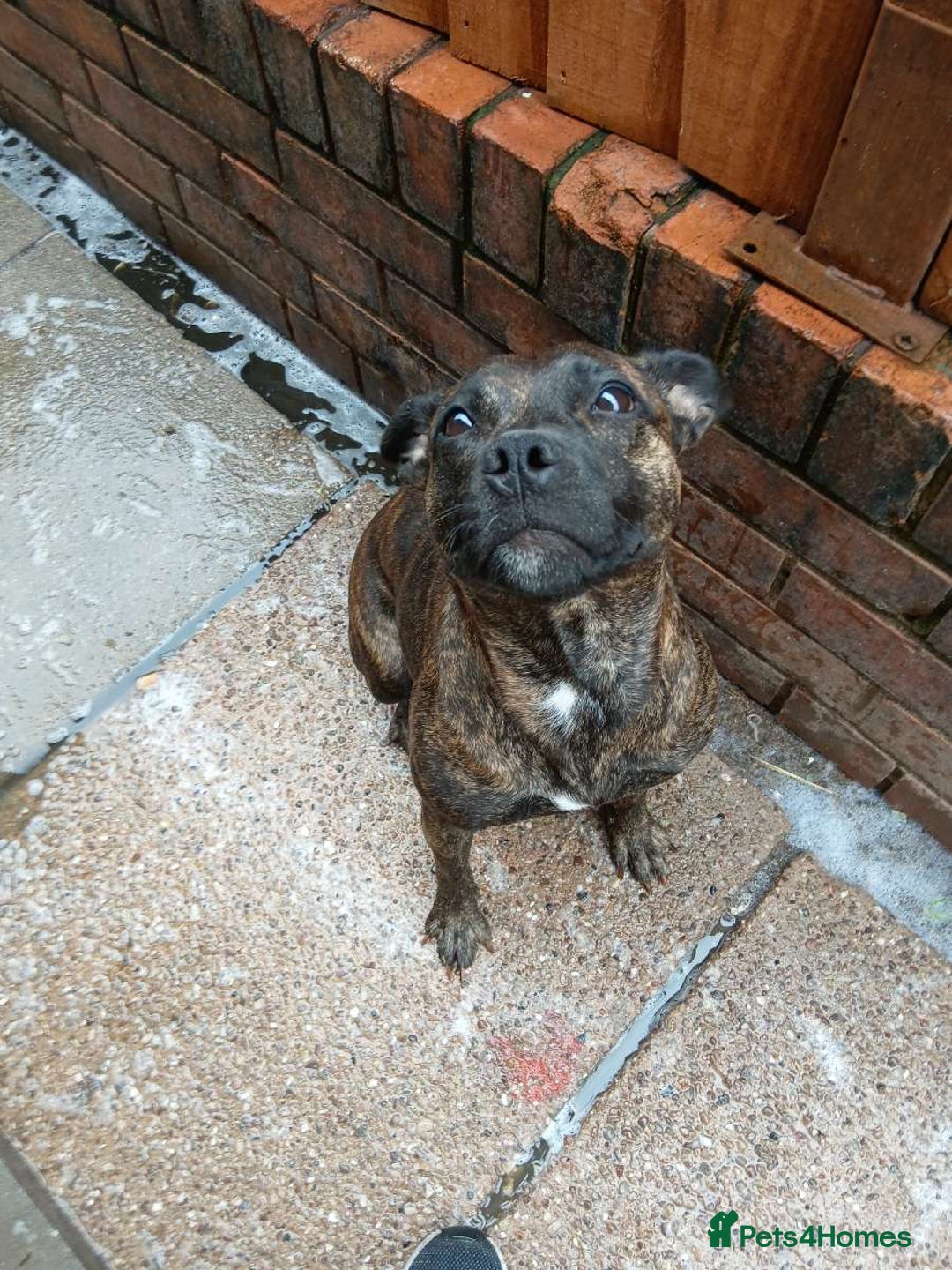 Staffordshire Bull Terrier dogs for sale: Staffie female 2years old  - Image 4
