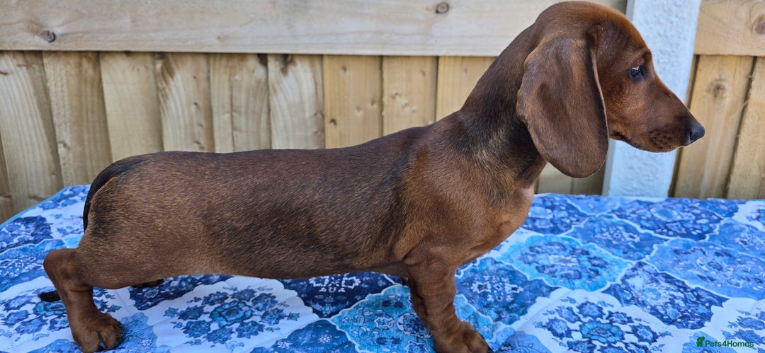 Dachshund dogs for sale: READY OUTSTANDING 2-QUALITY STANDARD RED GIRLS  in Goole - Image 3