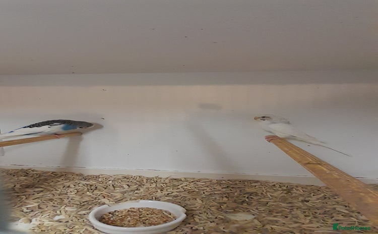 Budgerigars birds - Advert 10