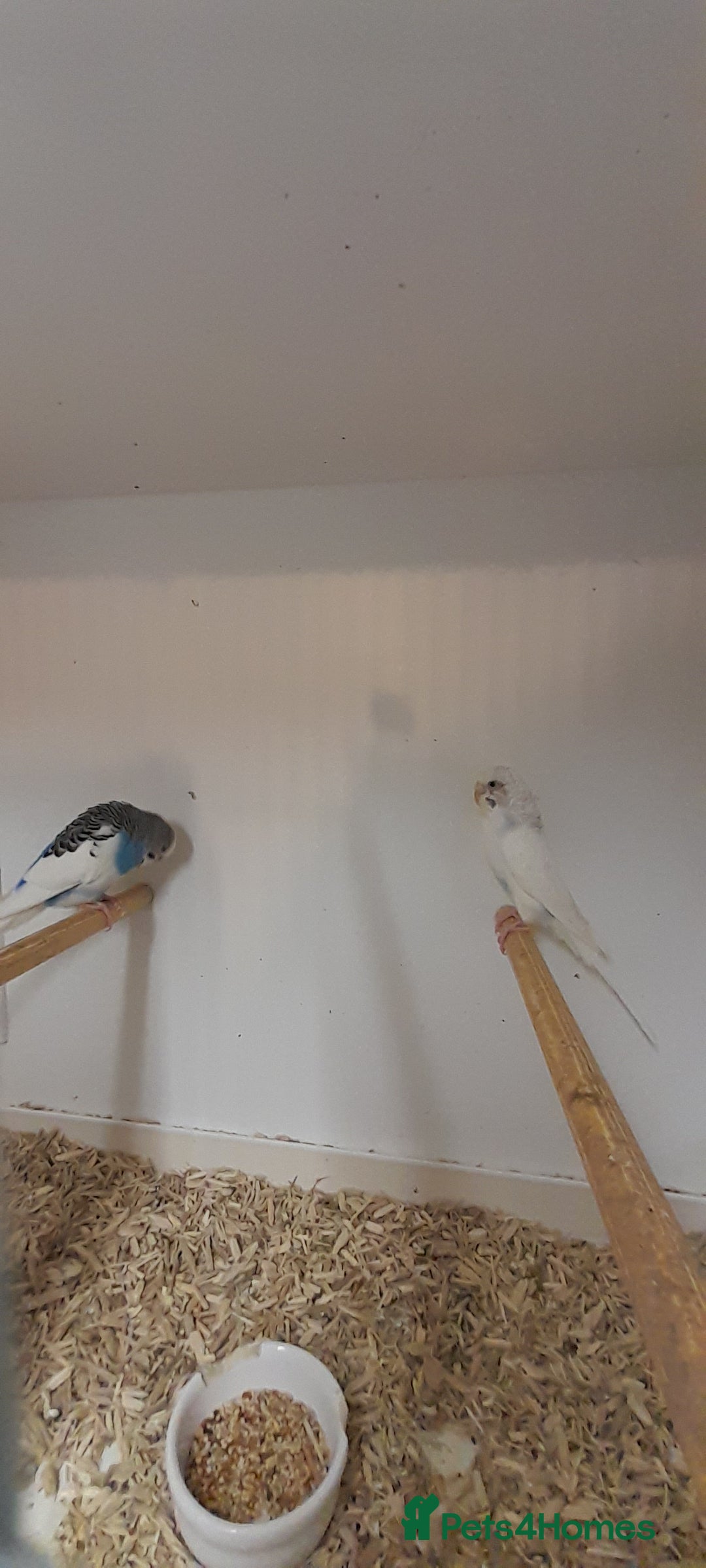 Budgerigars birds for sale: Budgies - Image 1