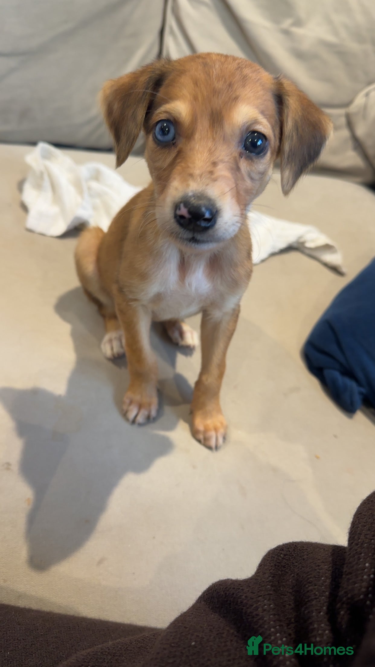 Lurcher dogs 2 LEFT - ready 7/12 Beautiful lurcher puppies  - Advert 12