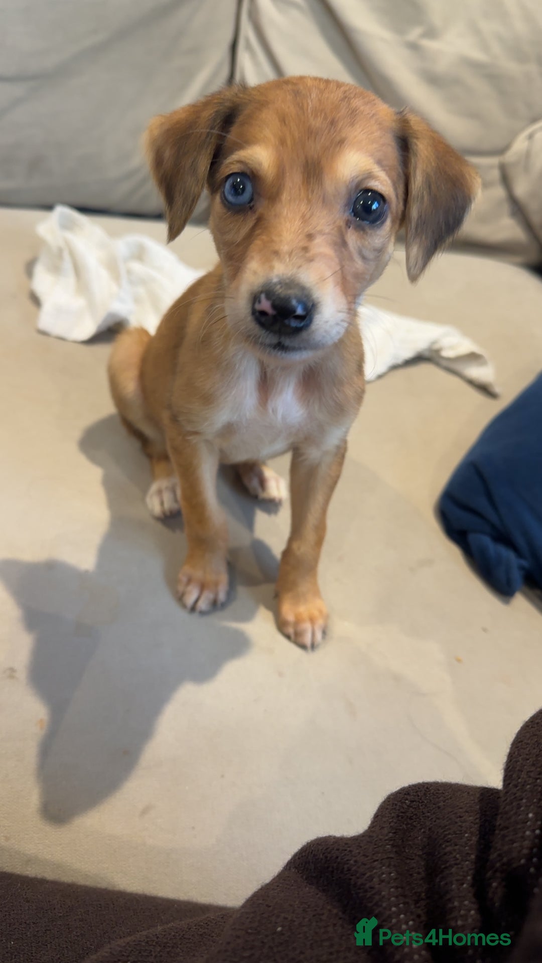 Lurcher dogs for sale: 1 LEFT - ready 7/12 Beautiful lurcher puppies  - Advert 1