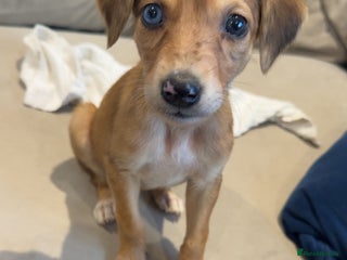 Lurcher dogs 2 LEFT - ready 7/12 Beautiful lurcher puppies - Advert 11