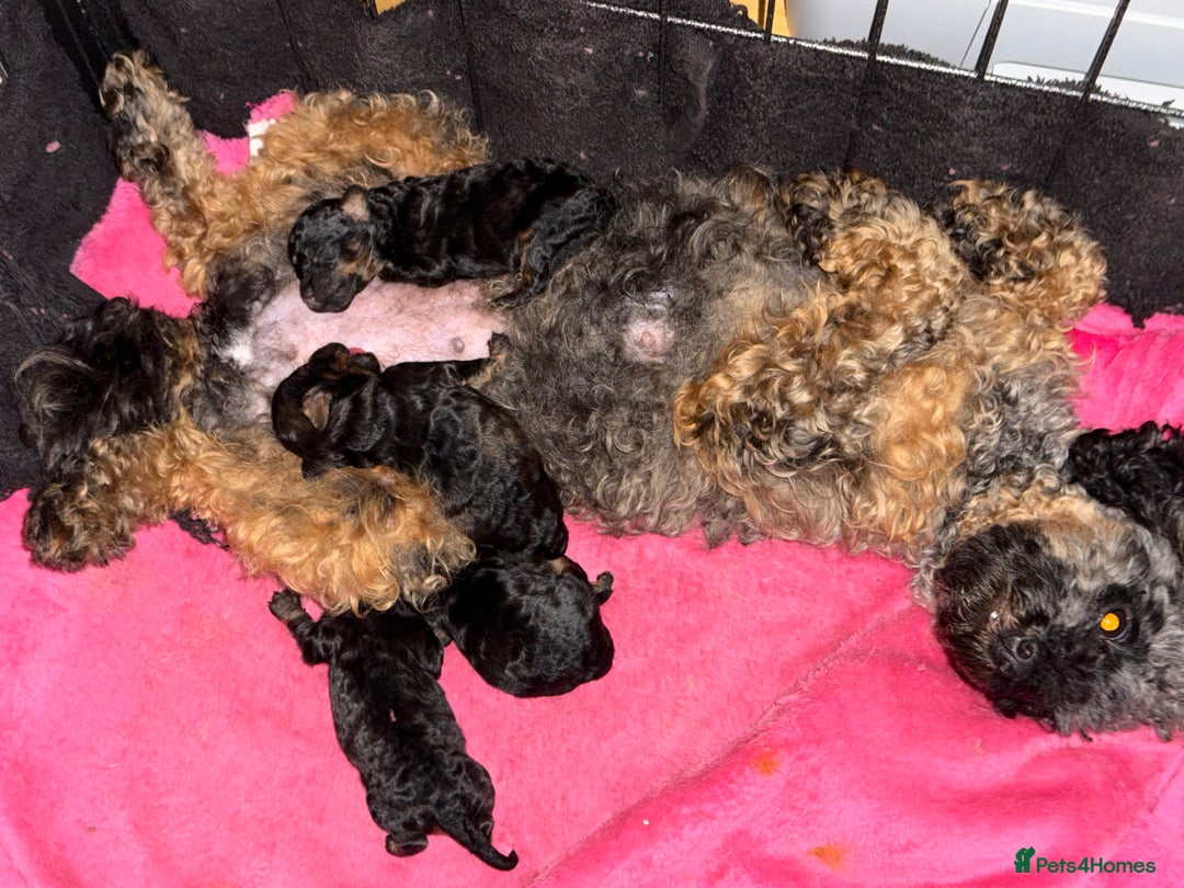 Toy Poodle dogs for sale: KC registered sable toy poodles  - Advert 16