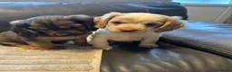 Cockalier dogs for sale: Stunning Cockalier’s  - Advert 7