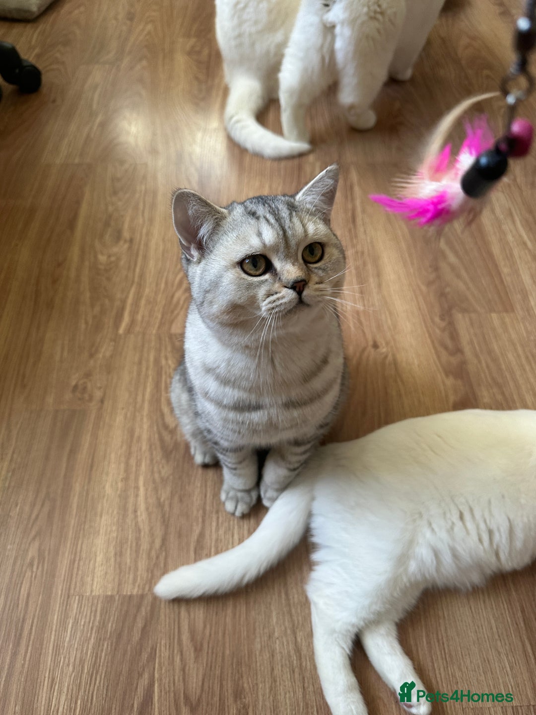 British Shorthair cats for sale: Gorgeous British Longhair & Shorthair Kittens - Advert 19