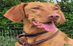 Hungarian Vizsla dogs for sale: Exceptional Hungarian Vizsla Puppies for Sale - Image 17