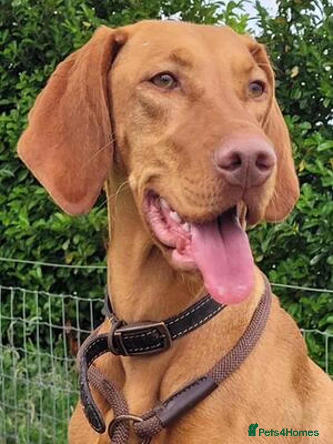 Hungarian Vizsla dogs for sale: Exceptional Hungarian Vizsla Puppies for Sale - Image 17