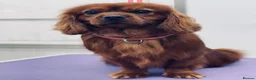 Cavalier King Charles Spaniel dogs for sale: Kennel Club registered ruby Cavalier boy puppies. - Advert 9