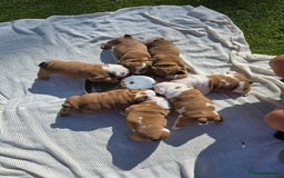 English Bulldog dogs for sale: Show Kennel Avaword Bulldog puppies  - Image 8