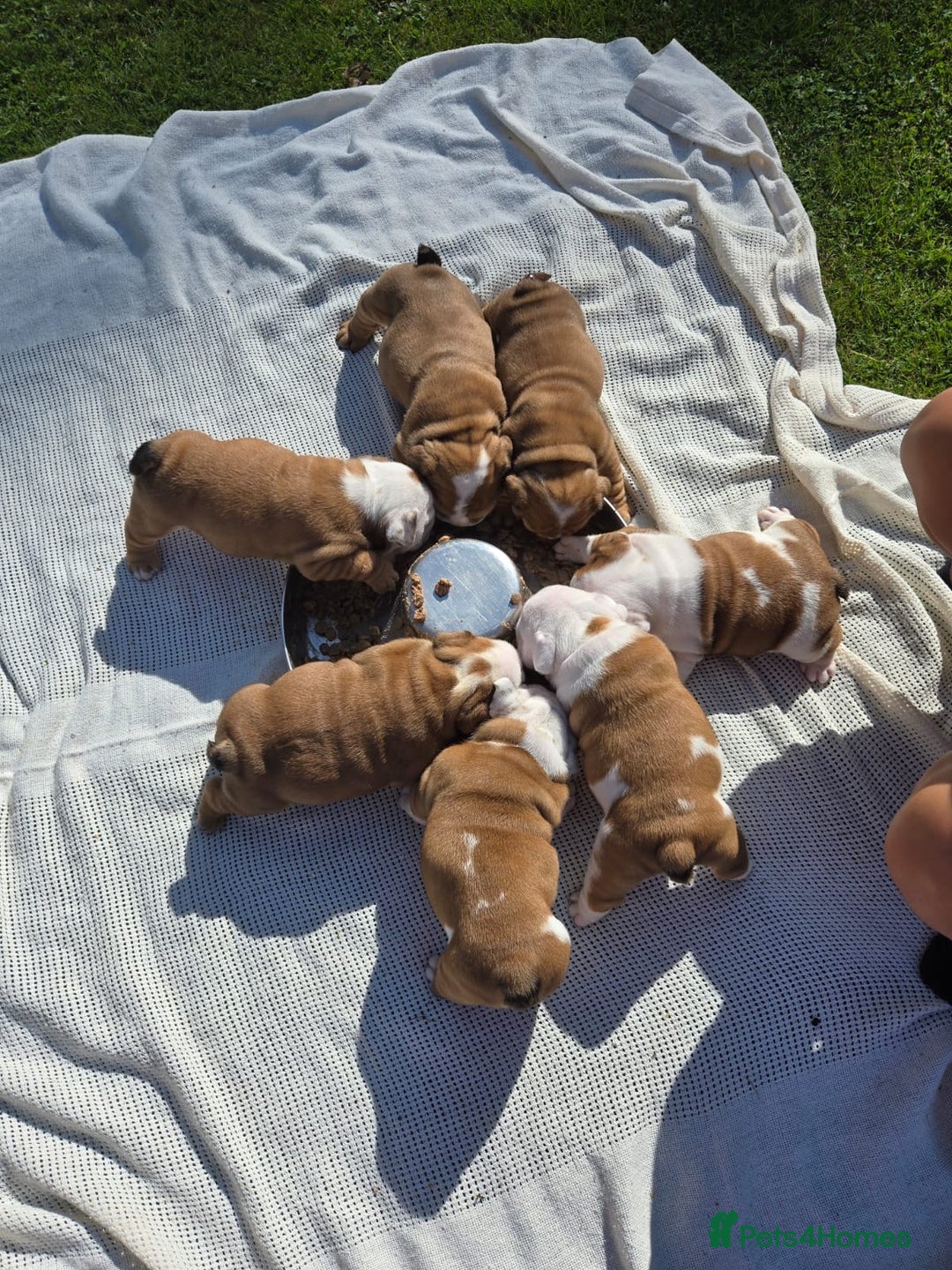 English Bulldog dogs for sale: Show Kennel Avaword Bulldog puppies  - Image 8
