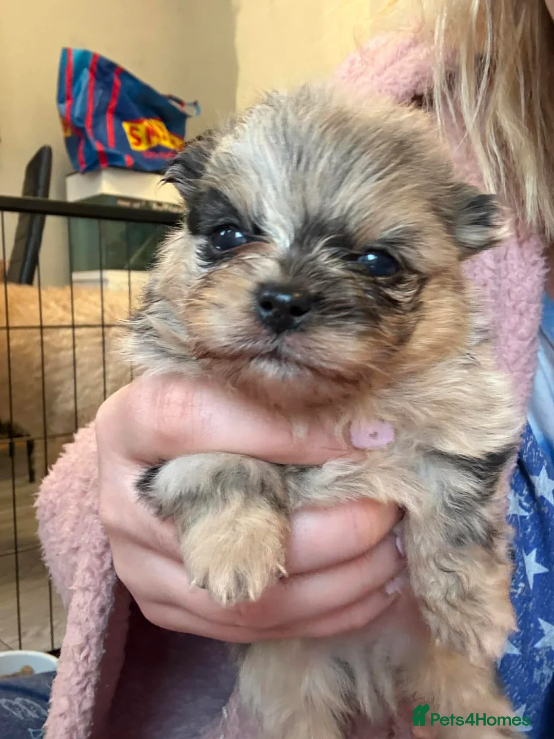 Pomeranian dogs for sale: Beautiful Pomeranians - Advert 2