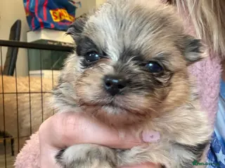 Pomeranian dogs Beautiful Pomeranians - Advert 18