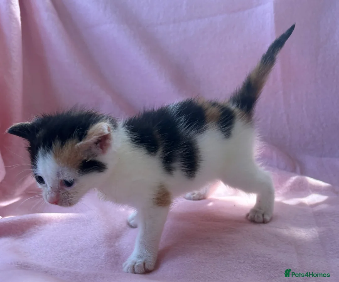 Mixed Breed cats for sale: Beautiful kittens  - Advert 12