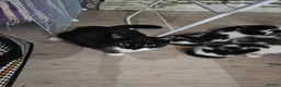 Mixed Breed cats for sale: 2 different litters, tiny kittens  - Advert 7