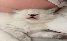 Ragdoll cats for sale: Cherubim Ragdoll Kittens TICA Mink Lynx - Image 14