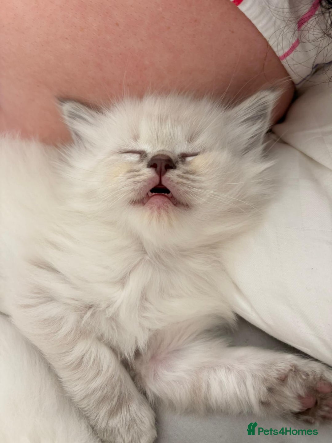 Ragdoll cats for sale: Cherubim Ragdoll Kittens TICA Mink Lynx - Image 14