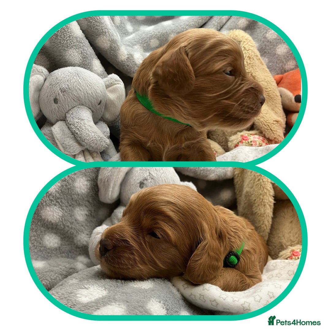 Cavapoo dogs for sale: Outstanding F1B Cavapoos - Health Tested Parents  - Advert 10