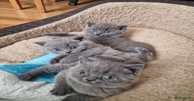 British Shorthair cats British shorthair kitties for sale - Advert 4