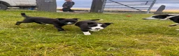 Border Collie dogs for sale: Adorable Sheepdog Pups Working Lines/Family Raised - Advert 4