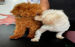 Maltipoo dogs for sale: Kc, Asian size, F1 female - Image 6