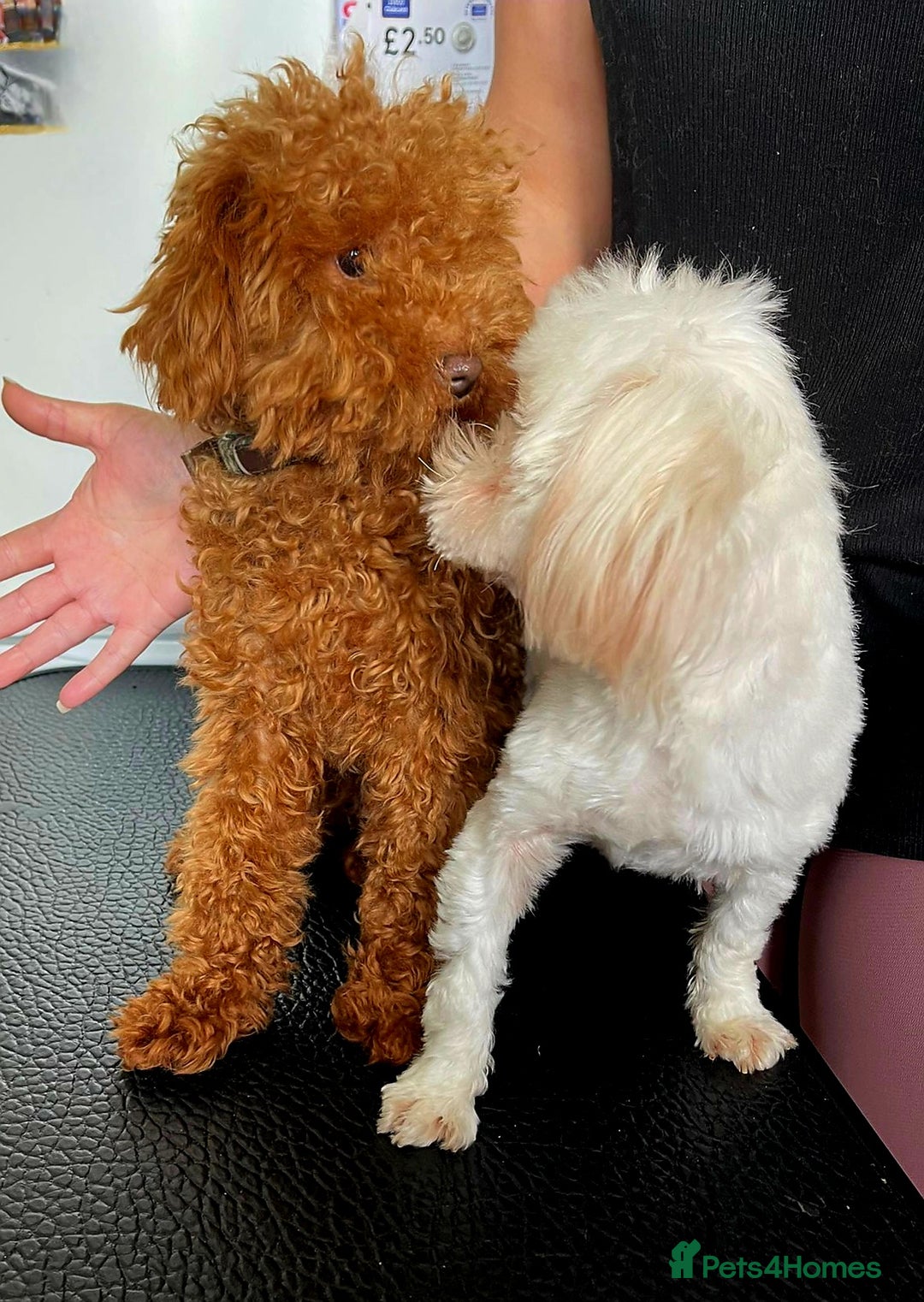 Maltipoo dogs for sale: Kc, Asian size, F1 female - Image 6