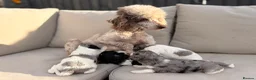 Cavapoo dogs for sale: Stunning Cavapoo Puppies  - Advert 7