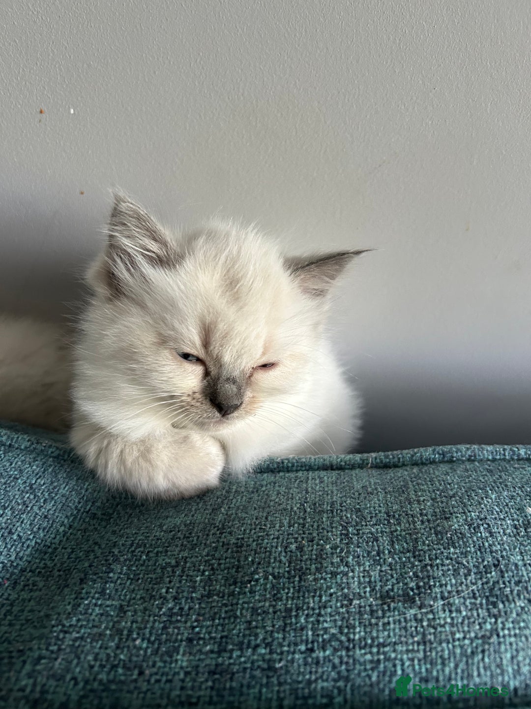 Ragdoll cats for sale: Pure Ragdoll Kitten - Image 4