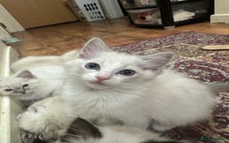 Ragdoll cats for sale: Rag dolls - Image 7