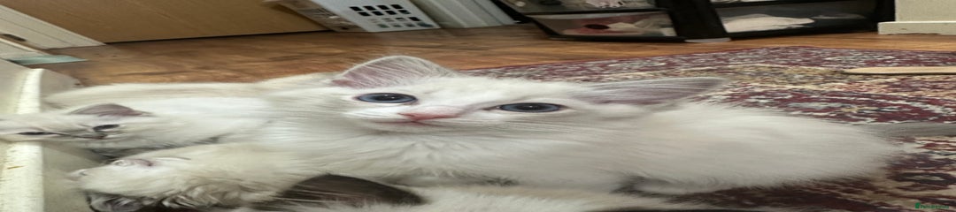 Ragdoll Kitten 2
