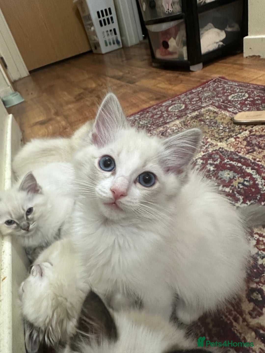 Ragdoll cats for sale: Rag dolls - Image 7