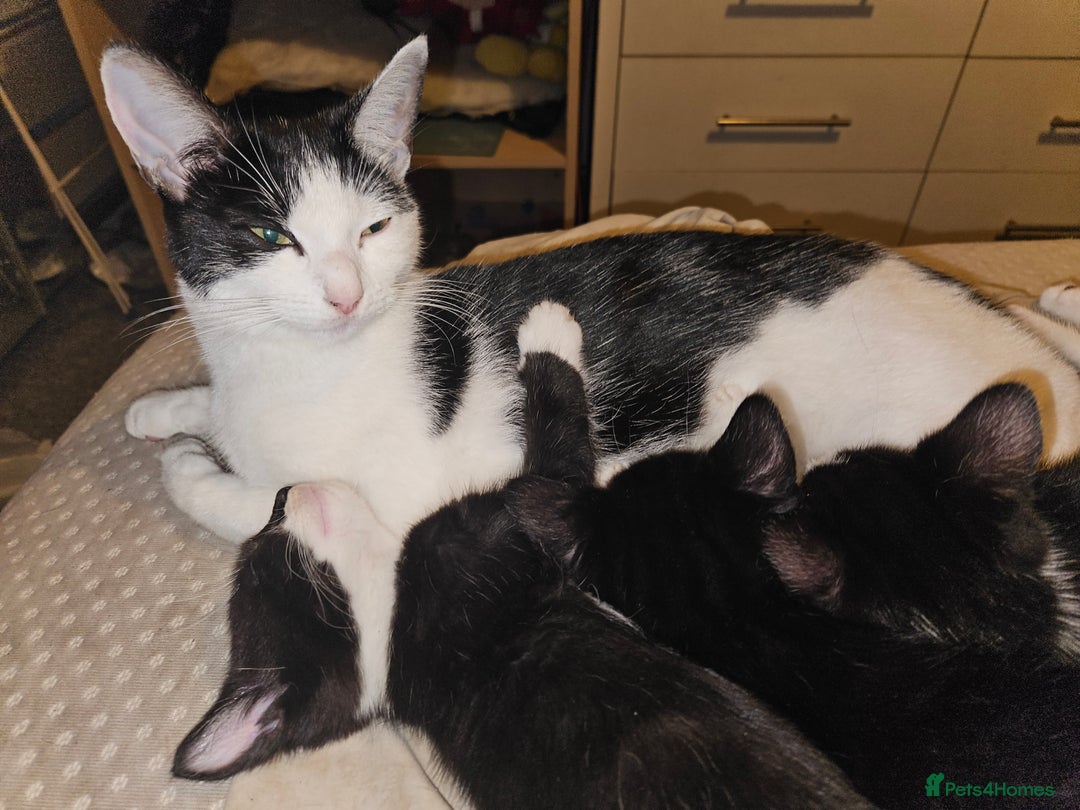 British Shorthair cats for sale: Gorgeous kittens. Boys/girls Can deliver. £60 ono - Advert 17