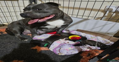 Staffordshire Bull Terrier dogs - Advert 7