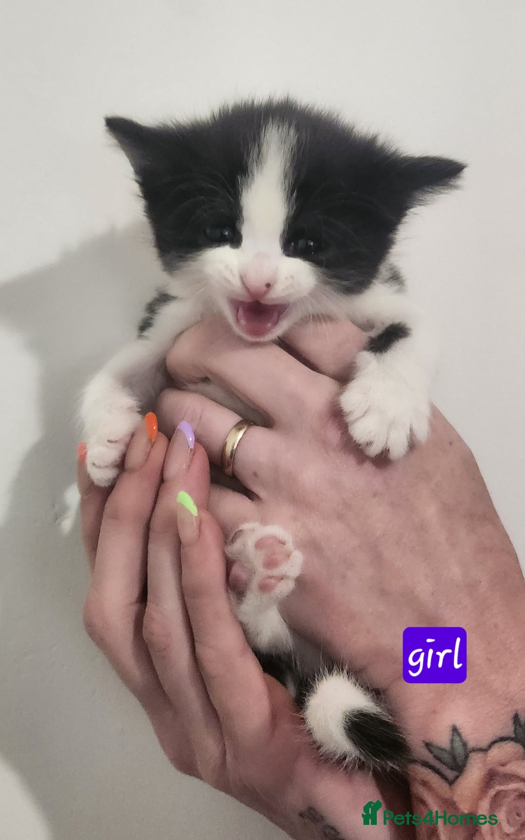 British Shorthair cats for sale: Beautiful black and white kittens - Image 8