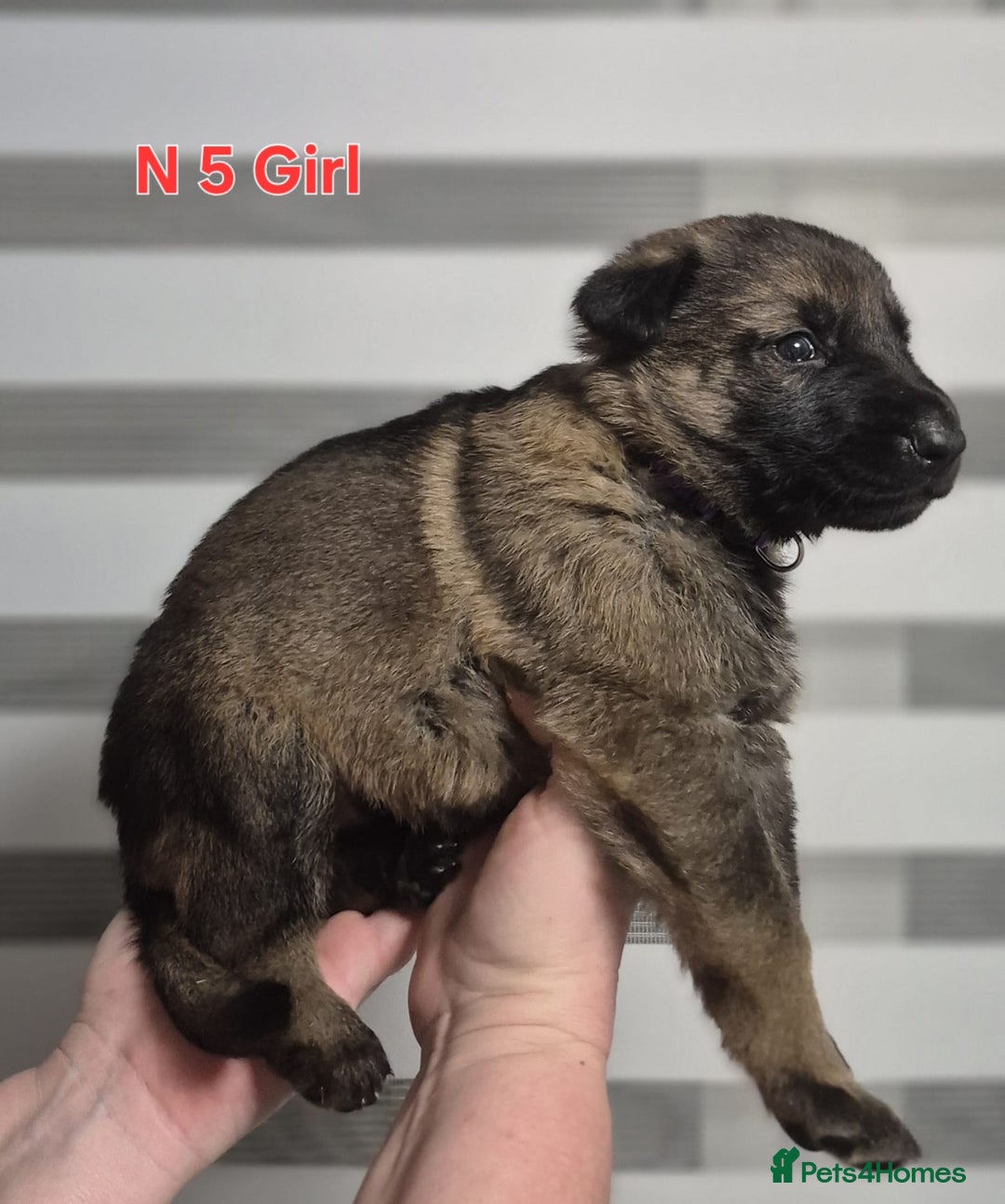 German Shepherd dogs for sale: German Shepherd puppies  - Advert 17