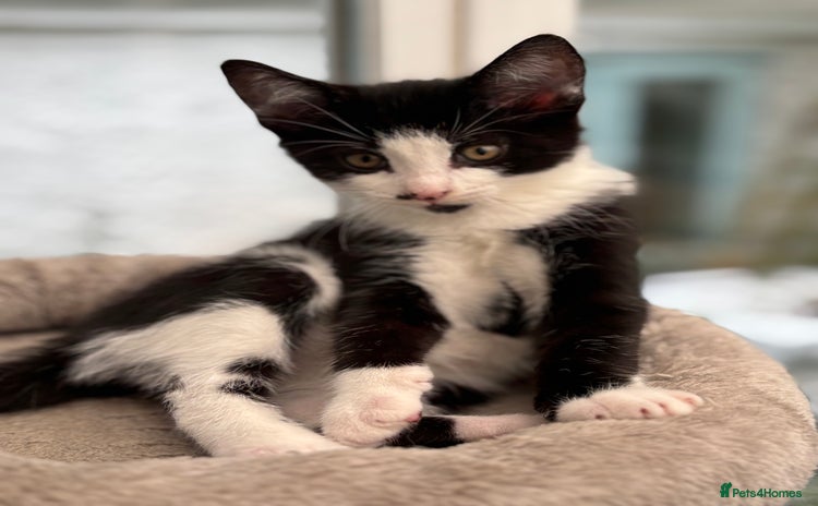 Domestic Shorthair cats - Advert 1