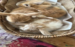 Mini Lion Lop rabbits for sale: Pure bred mini lop bunnies in Uckfield - Image 18