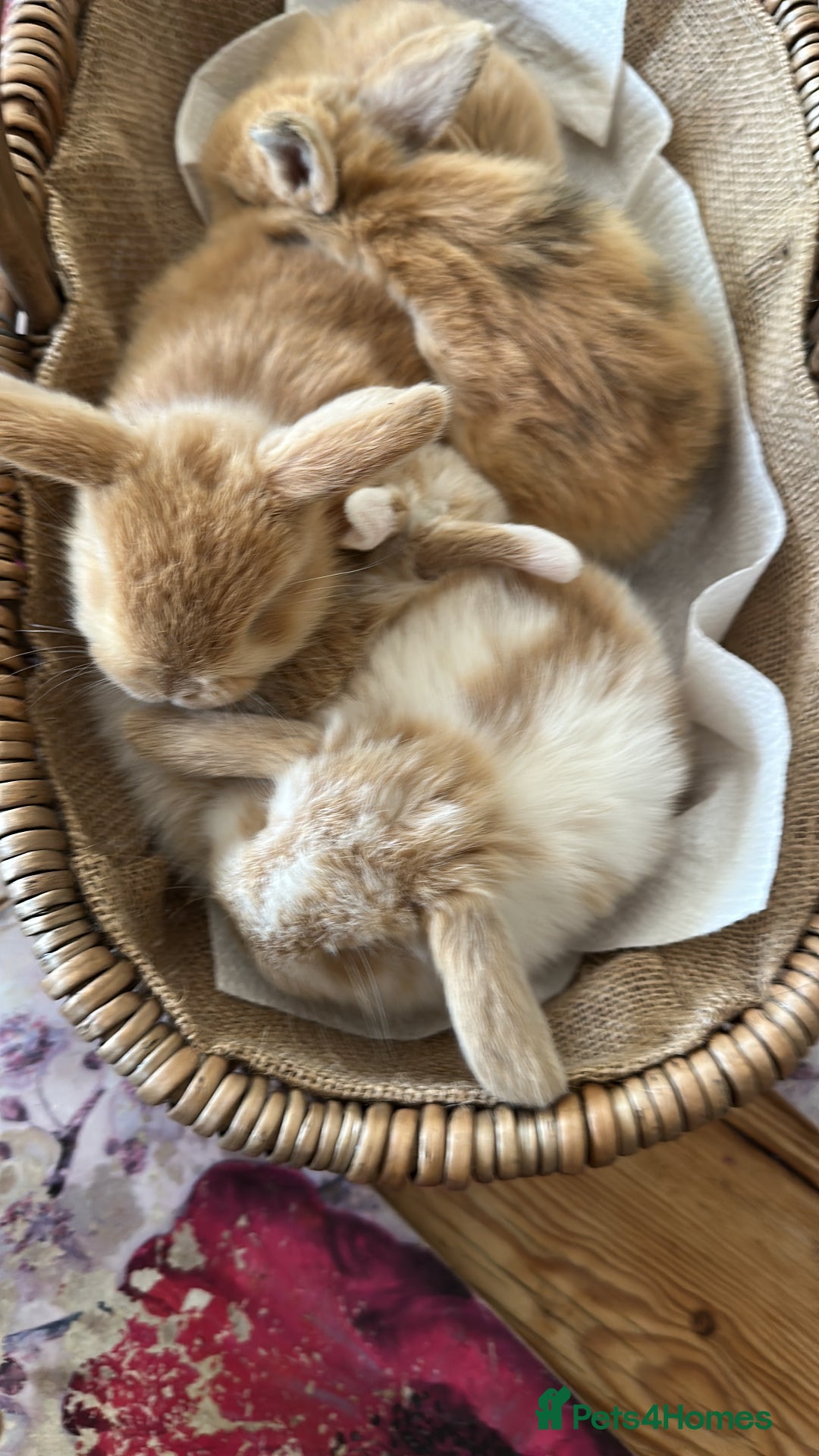 Mini Lion Lop rabbits for sale: Pure bred mini lop bunnies in Uckfield - Image 18