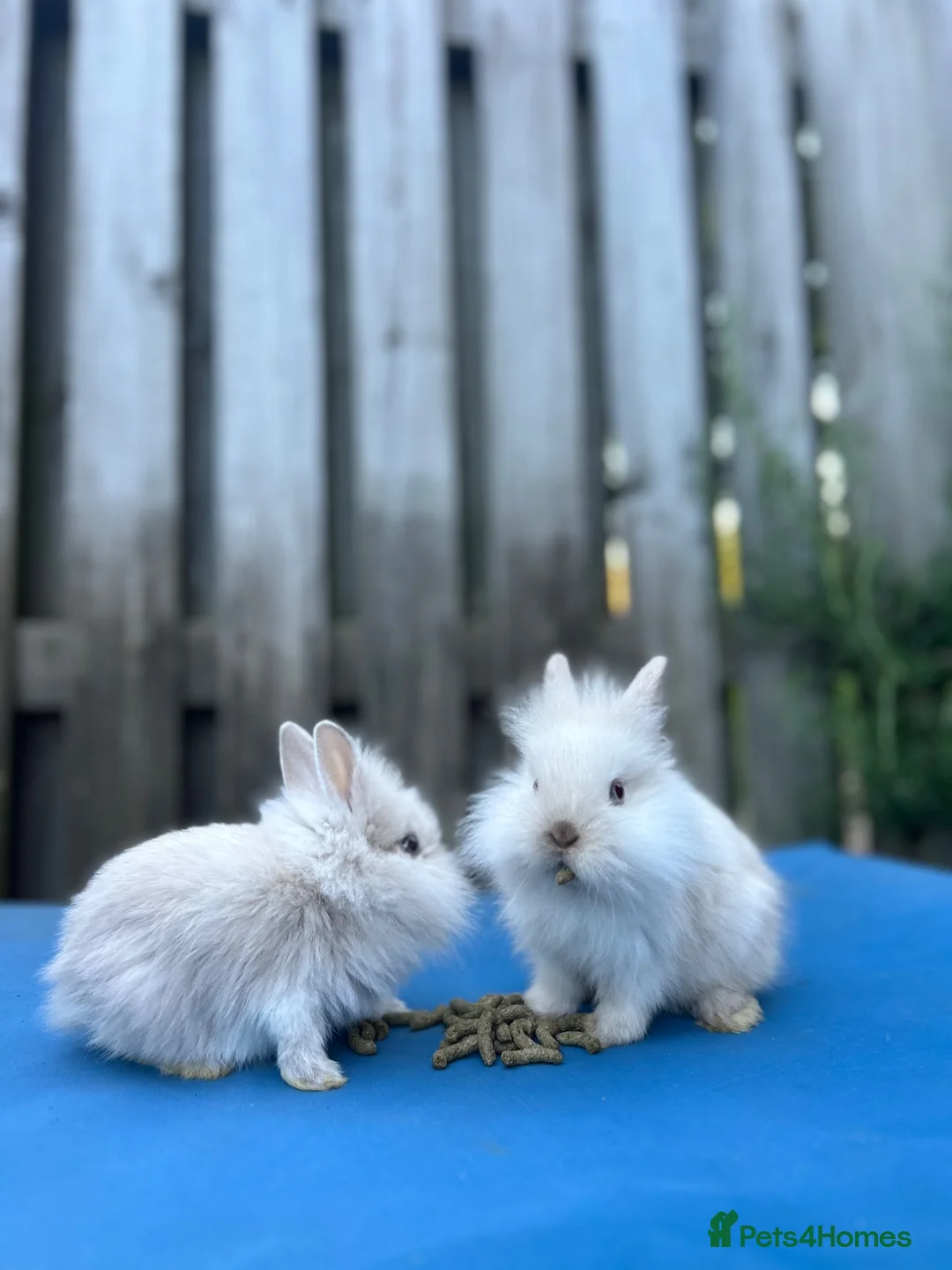 Mixed Breed rabbits for sale: x3 stunning bucks- Xbreed. - Advert 2