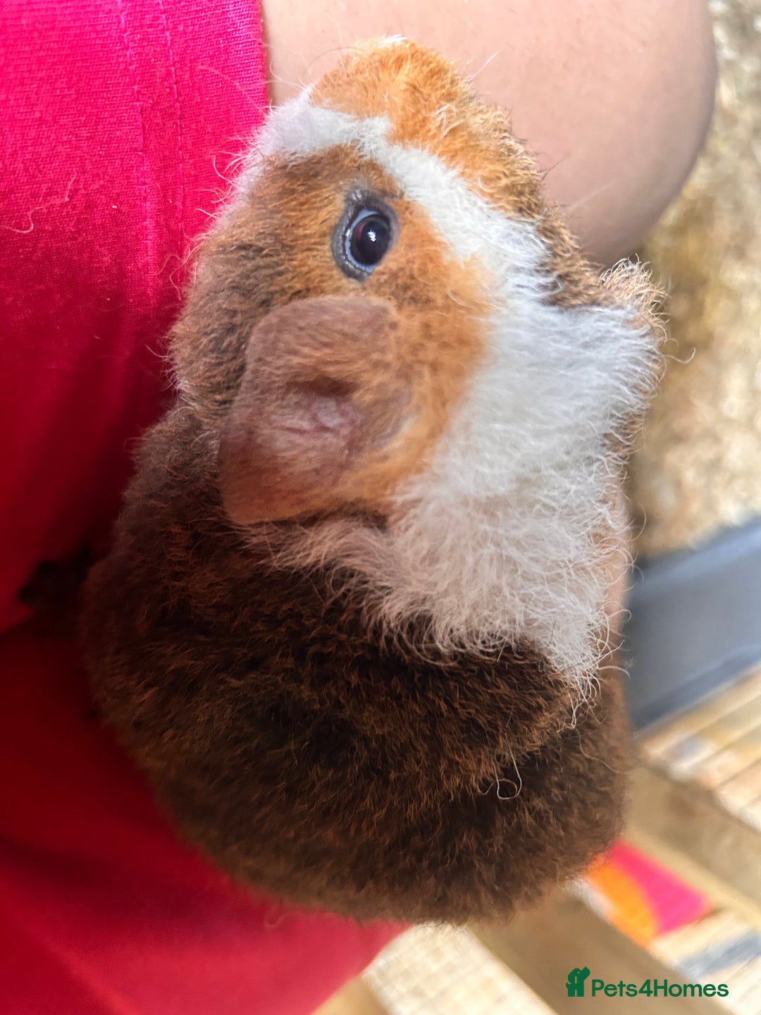 Guinea Pig rodents for sale: Teddy boar guinea pigs  - Image 2