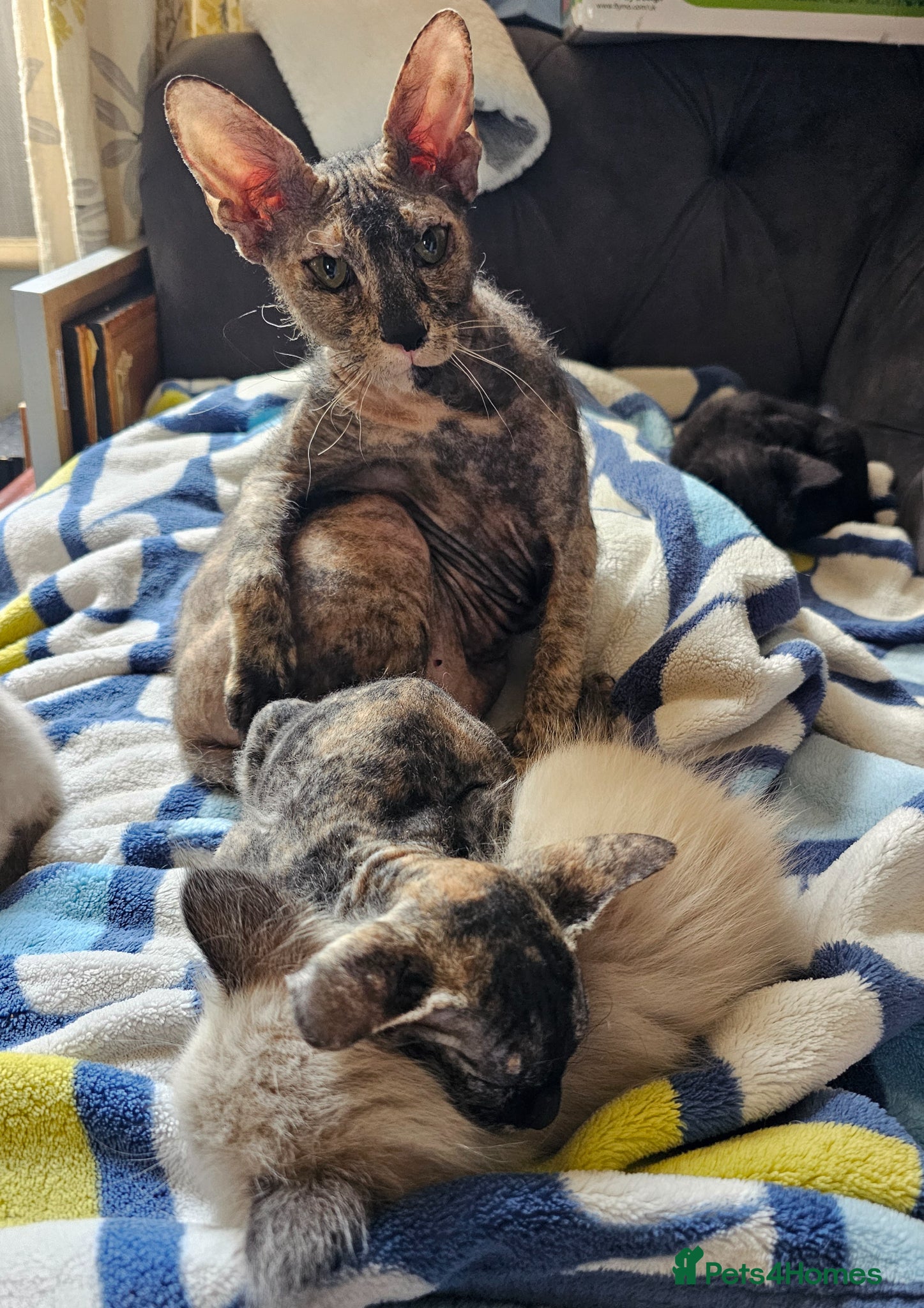 Sphynx cats for sale: Sphynx x Siamese young cat - Advert 8