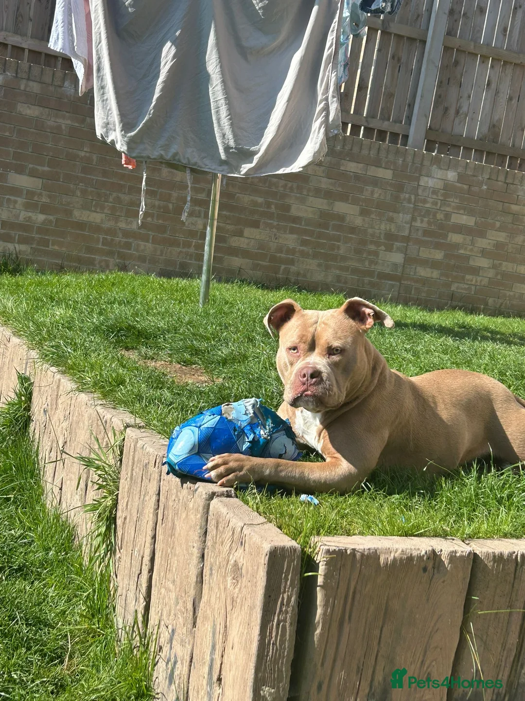 American Bully dogs for sale: 11 month old puppy - Advert 7